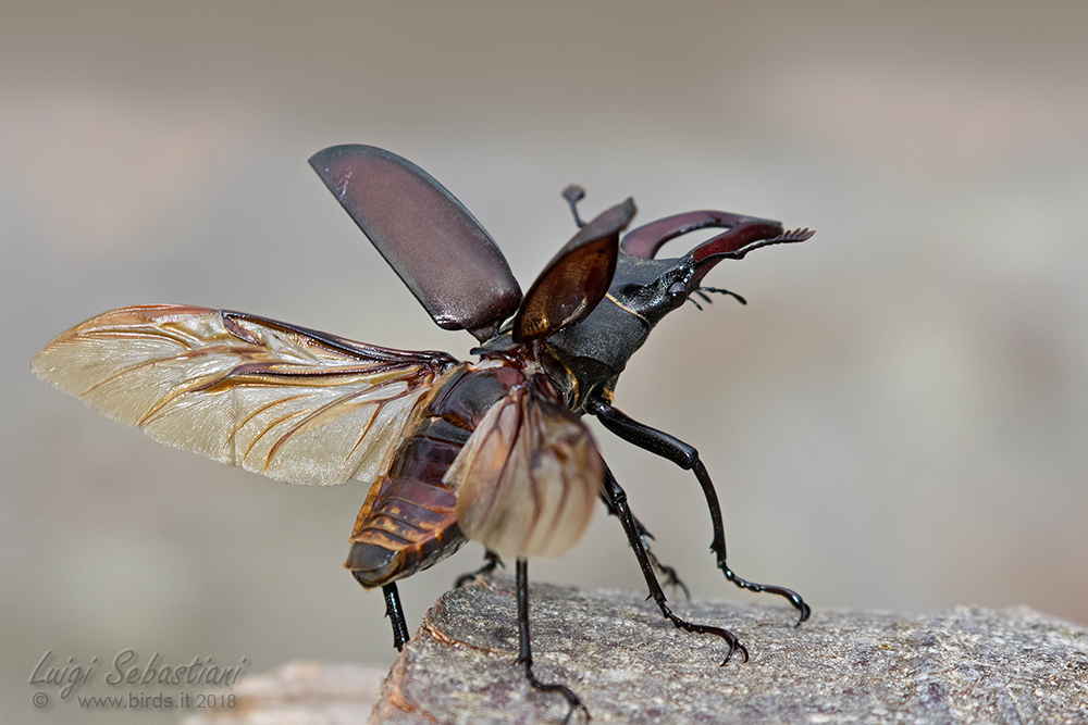 Lucanus cervus